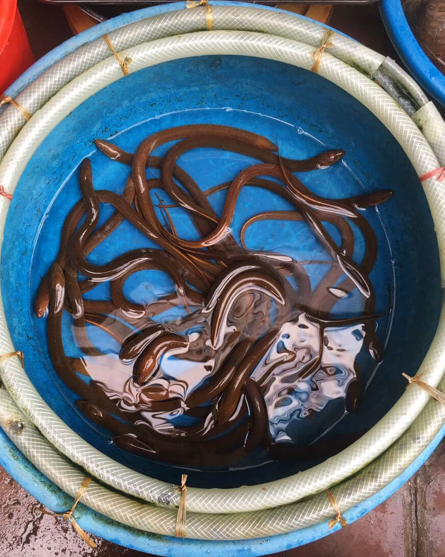 lươn sống